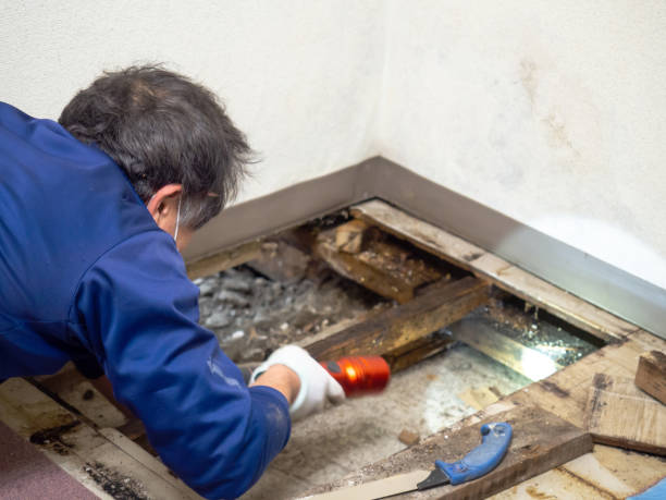 Best White Mold Remediation in Mechanicsburg, OH