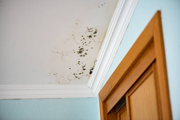 Best Basement Mold Remediation in Mechanicsburg, OH