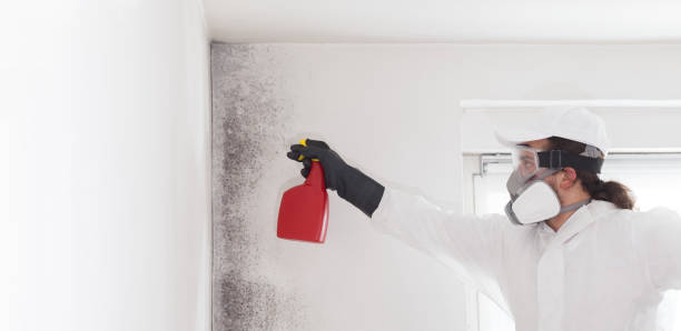 Best Post-Flood Mold Remediation in Mechanicsburg, OH
