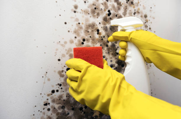 Best Mold Testing and Inspection Services in Mechanicsburg, OH