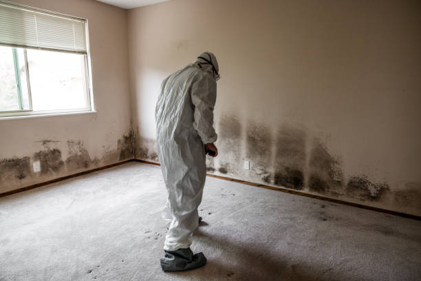 Trusted Mechanicsburg, OH Mold Remediation Experts
