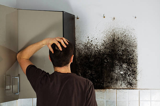 Best Residential Mold Remediation in Mechanicsburg, OH